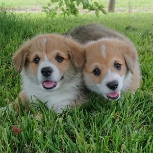 Meet your Posher, Belinda